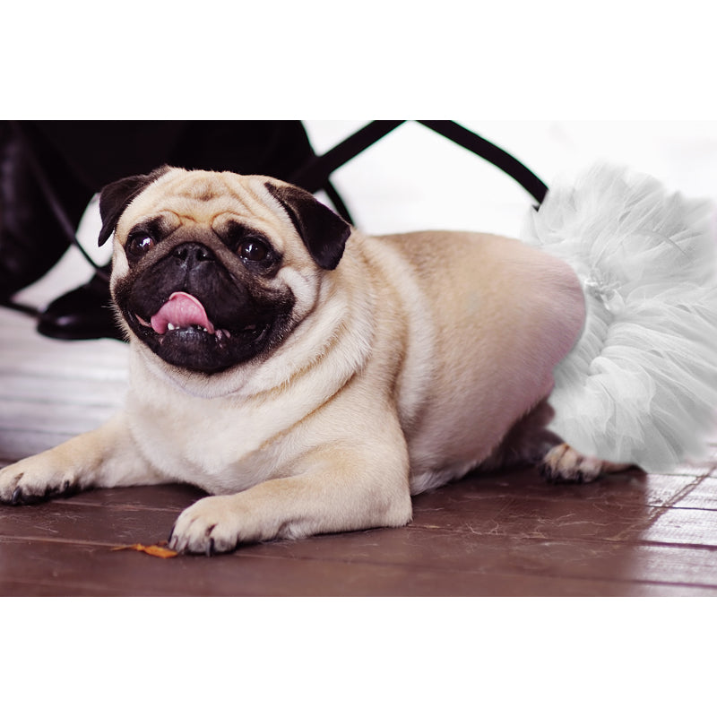 Tüllrock für den Hund weiß