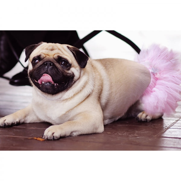 Tüllrock für den Hund rosa